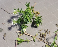 Moehringia ciliata