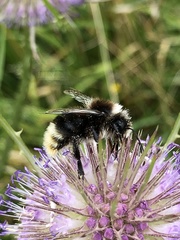 Bombus vestalis