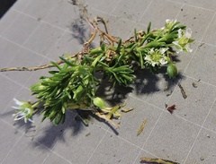 Moehringia ciliata