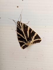 Euplagia quadripunctaria