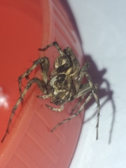 Oxyopes pallidecoloratus