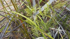 Thamnochortus cinereus