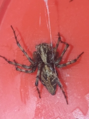 Oxyopes pallidecoloratus