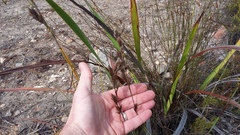Thamnochortus cinereus