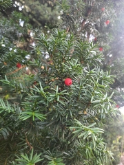 Taxus baccata