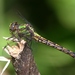 St. Croix Snaketail - Photo (c) Diana-Terry Hibbitts, some rights reserved (CC BY-NC), uploaded by Diana-Terry Hibbitts
