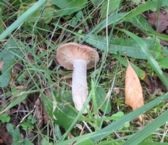 Lactarius trivialis