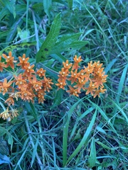 Asclepias tuberosa