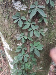 Clematicissus striata