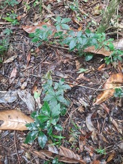 Clematicissus striata