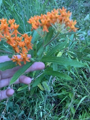 Asclepias tuberosa