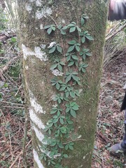 Clematicissus striata