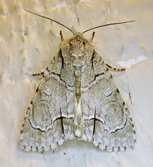 Acronicta radcliffei