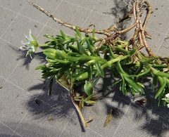 Moehringia ciliata