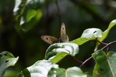 Ypthima multistriata