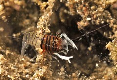 Gnathophyllum taylori