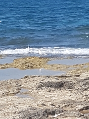 Chroicocephalus ridibundus