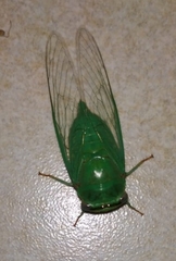 Cicadinae