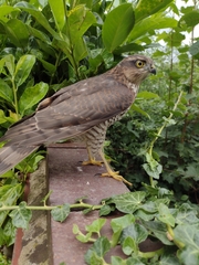 Accipiter nisus