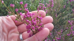 Erica gracilis