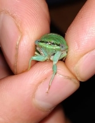Cicadinae