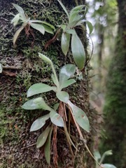 Eurystyles cotyledon