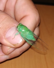 Cicadinae