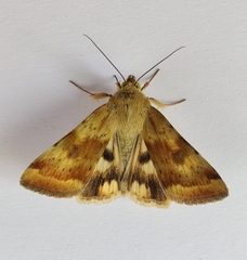 Heliothis adaucta