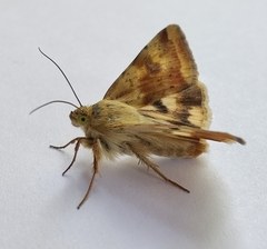 Heliothis adaucta