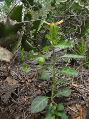 Crossandra fruticulosa