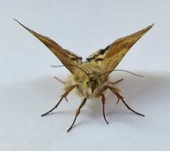 Heliothis adaucta