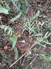 Pleopeltis pleopeltifolia