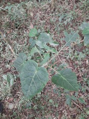 Solanum corymbiflorum