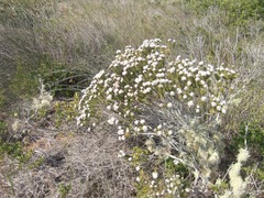 Trichocephalus stipularis