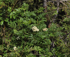 Sorbus sitchensis grayi