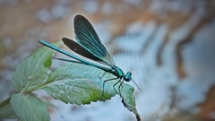 Calopteryx virgo