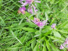 Centaurea jacea