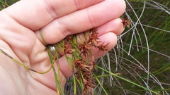 Platycaulos compressus