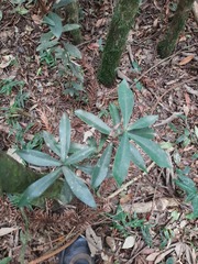 Daphnopsis racemosa
