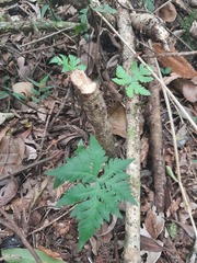 Doryopteris concolor