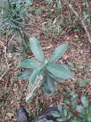 Daphnopsis fasciculata