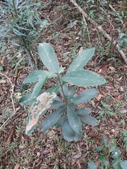 Daphnopsis fasciculata