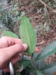 Daphnopsis fasciculata