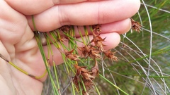 Platycaulos compressus