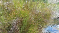 Platycaulos compressus