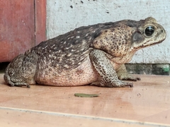 Rhinella horribilis