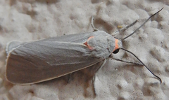 Pygarctia murina