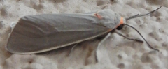 Pygarctia murina