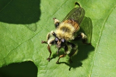 Laphria sacrator