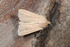 Mythimna congrua